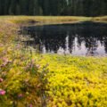 Molhașurile de la Izbuce – the Apuseni peat bogs